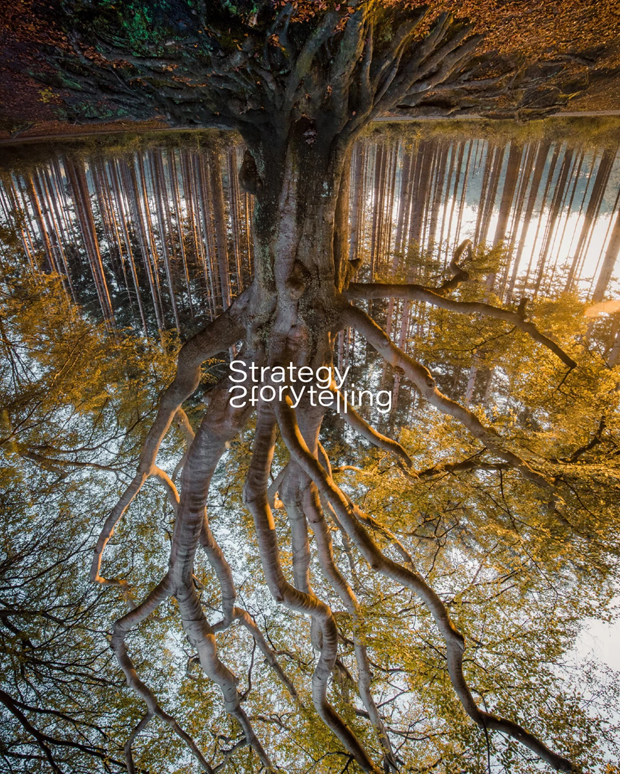 A large tree with sprawling roots surrounded by tall, autumn-colored trees and soft, golden light.